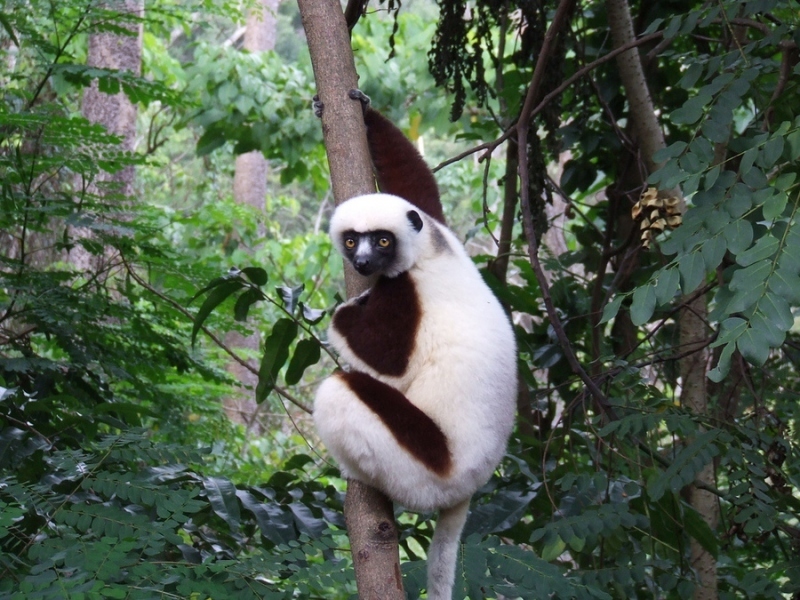 Lemur držící se stromu v Madagaskaru