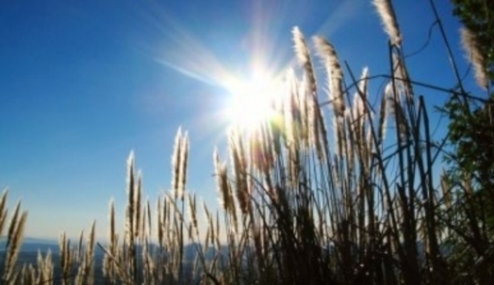 Slunce svítící na pole s obilím 
