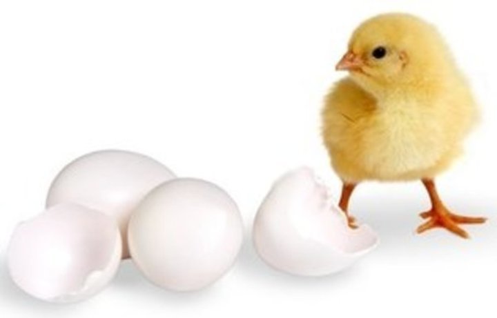 Kuřátko s vejci 