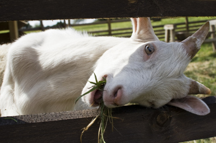 Koza s trávou v puse 