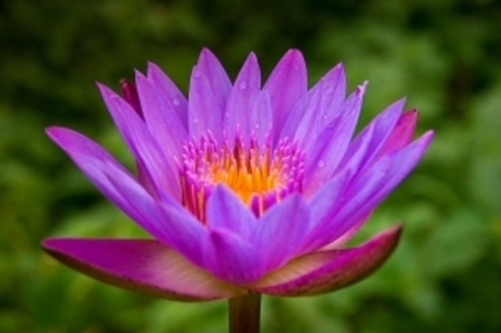 Fialový lotosový květ 