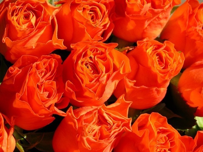 Kytice oranžových růží