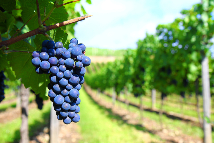 Vinice s detailem modrého hroznového vína