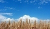 Modrá obloha nad pšeničným polem