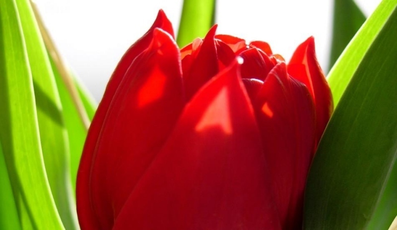 Květ tulipánu se zelenými listy 