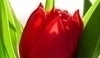 Květ tulipánu se zelenými listy 