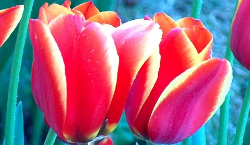 Tulipány se zelenými listy 
